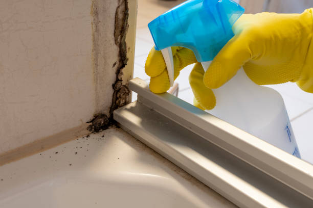 Best Basement Mold Remediation in Indnola, IA